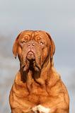 DOGUE DE BORDEAUX 153